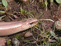 Reptiles